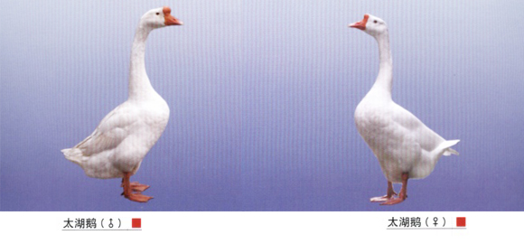 太湖鹅.jpg