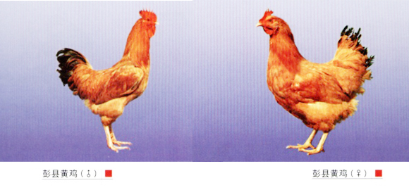 1476412973130192.jpg 彭县黄鸡.jpg