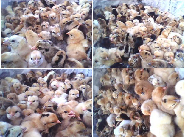 刚孵化出来的铝壳土鸡苗