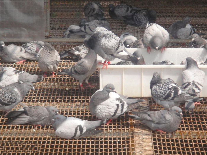 孵化机孵化的鸽子