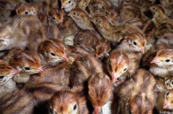 鹌鹑苗--农业之友网