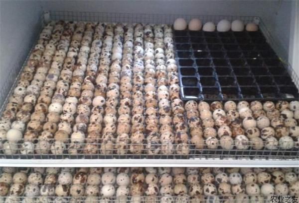 鹌鹑种蛋孵化--农业之友网