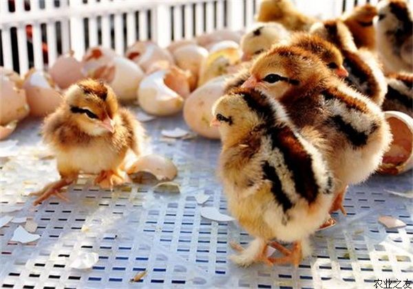 雏鸡开口料喂养技术 农业之友网 雏鸡开口料喂养技术 农业之友网