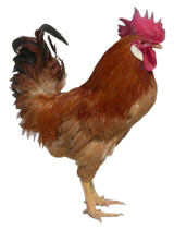 白耳黄鸡(公).jpg 白耳黄鸡(公).jpg