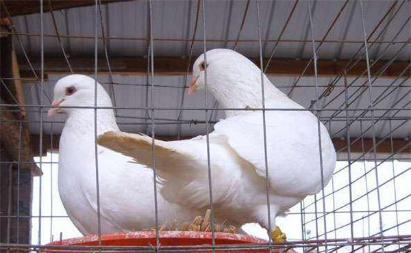 肉鸽养殖加盟 肉鸽养殖加盟